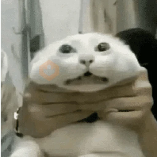 memes de gatos xd sticker 27