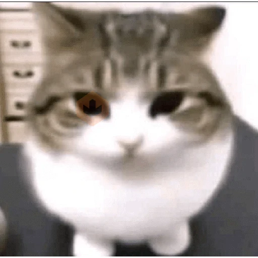 memes de gatos xd sticker 13