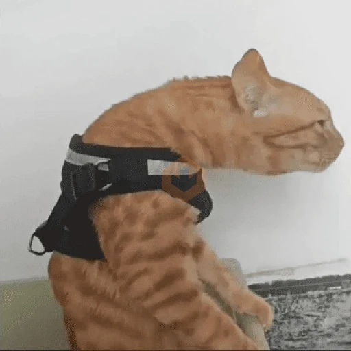 memes de gatos xd sticker 16