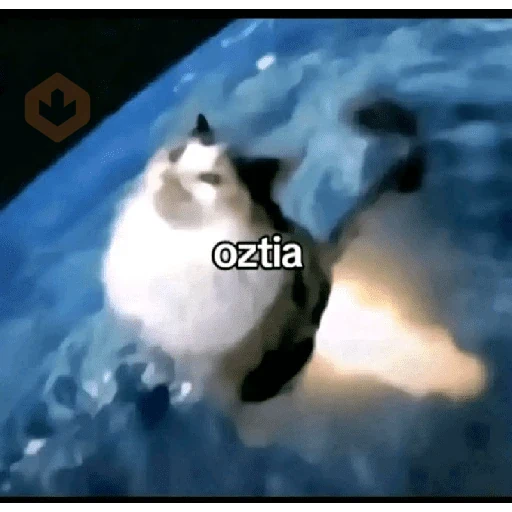 memes de gatos xd sticker 29