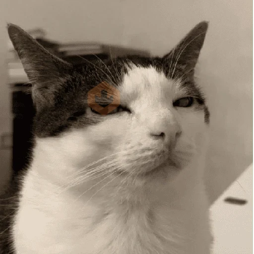 memes de gatos xd sticker 12