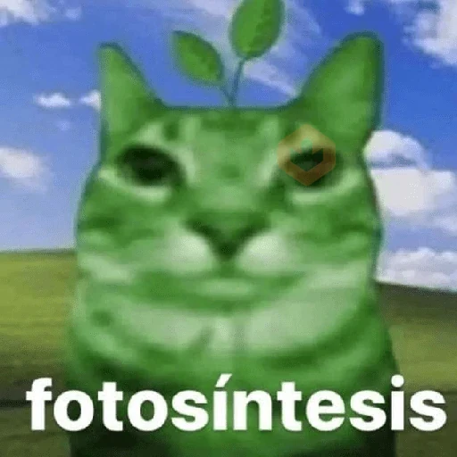 memes de gatos xd sticker 25
