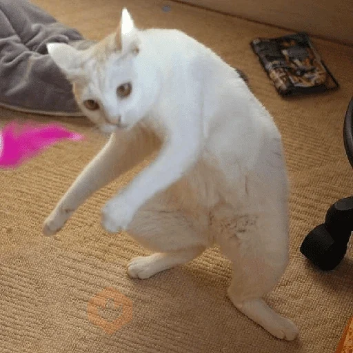 memes de gatos xd sticker 18