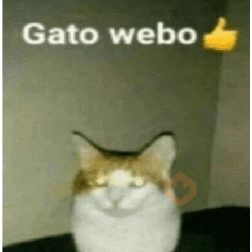 memes de gatos xd sticker 30