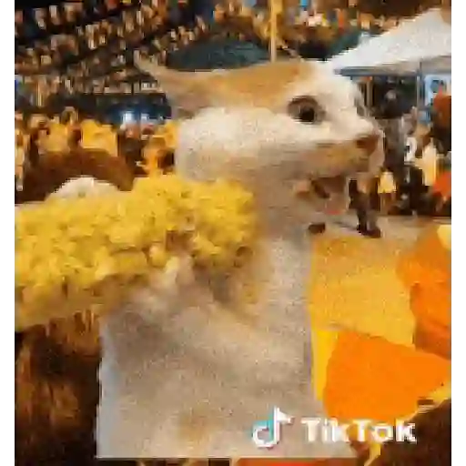 Novos memes 5