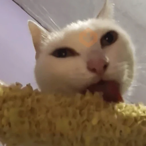 🐈‍⬛Gatos |Elote 🌽😻