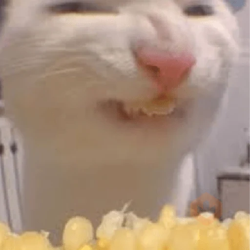 🐈‍⬛Gatos |Elote 🌽😻
