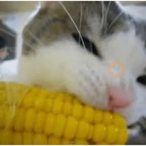 🐈‍⬛Gatos |Elote 🌽😻