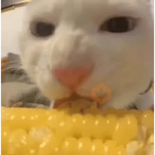 🐈‍⬛Gatos |Elote 🌽😻