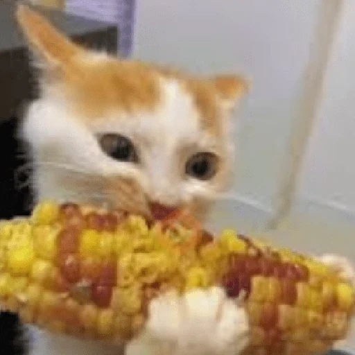 🐈‍⬛Gatos |Elote 🌽😻