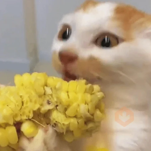 🐈‍⬛Gatos |Elote 🌽😻