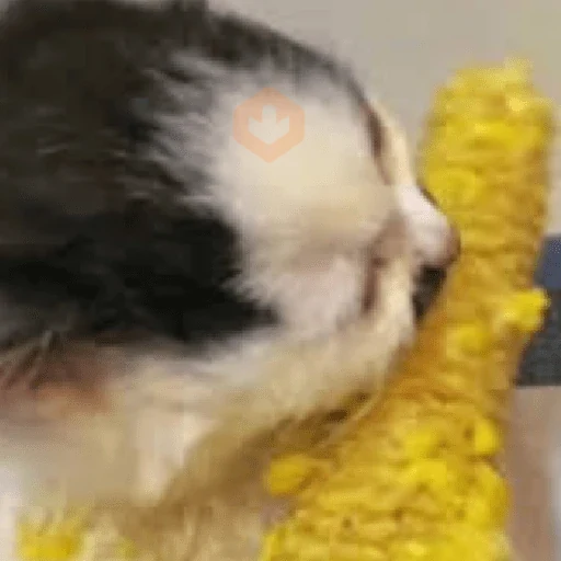 🐈‍⬛Gatos |Elote 🌽😻