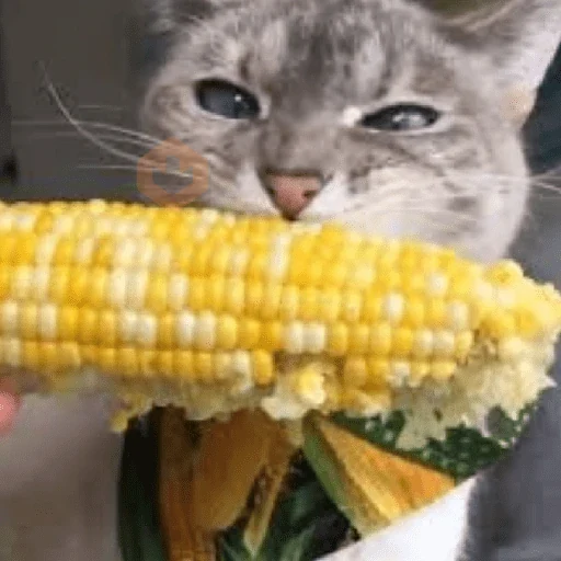 🐈‍⬛Gatos |Elote 🌽😻