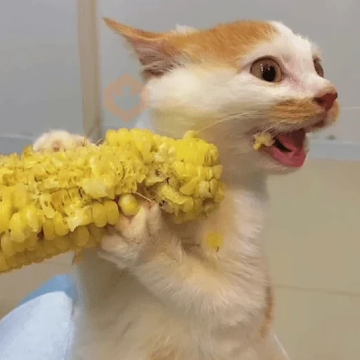 🐈‍⬛Gatos |Elote 🌽😻