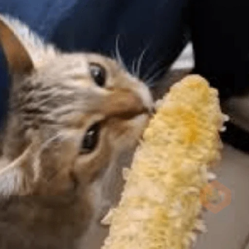 🐈‍⬛Gatos |Elote 🌽😻