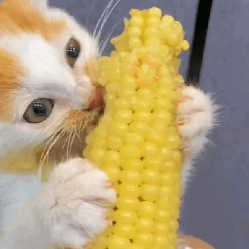 🐈‍⬛Gatos |Elote 🌽😻
