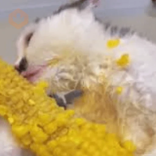 🐈‍⬛Gatos |Elote 🌽😻