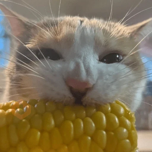 🐈‍⬛Gatos |Elote 🌽😻