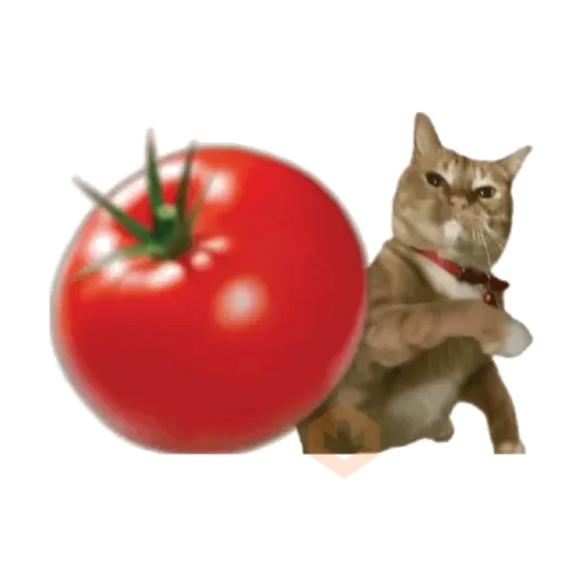 Gato Tomate meme