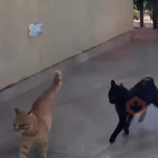 😻🐈‍⬛ Gatos 5 Ⓜ️Tiktok📱 sticker 14