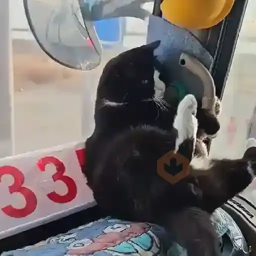 😻🐈‍⬛ Gatos 5 Ⓜ️Tiktok📱