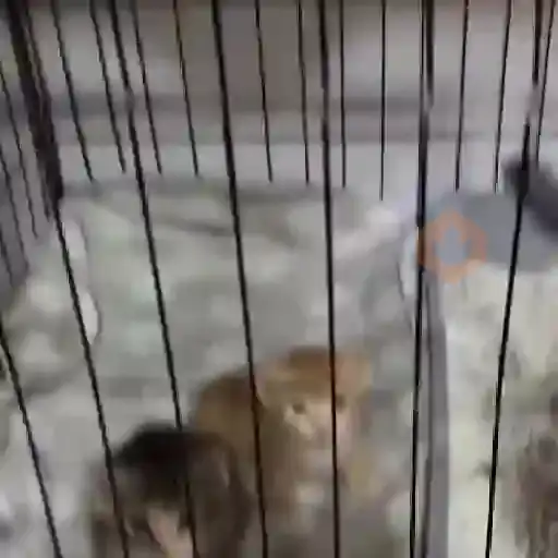 😻🐈‍⬛ Gatos 5 Ⓜ️Tiktok📱 sticker 15