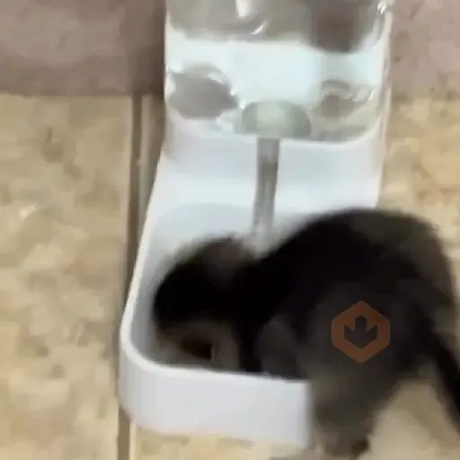 😻🐈‍⬛ Gatos 5 Ⓜ️Tiktok📱 sticker 12