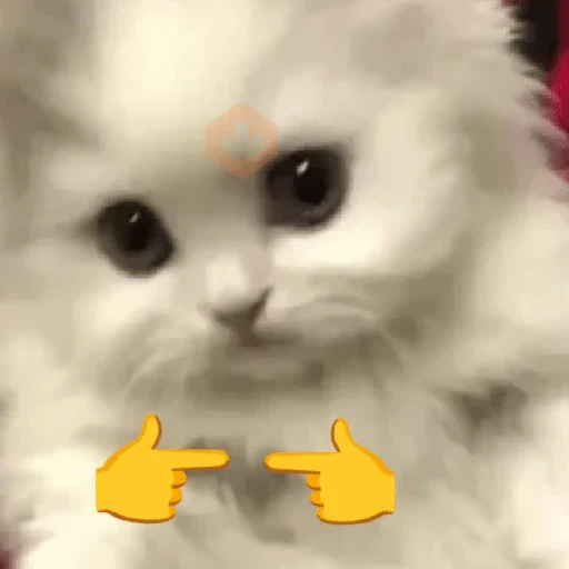 Gatos 😎