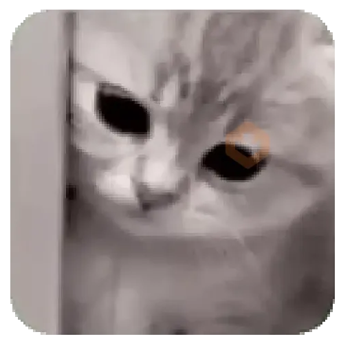 Gatos pa tu Chat 🐱❤️ sticker 11