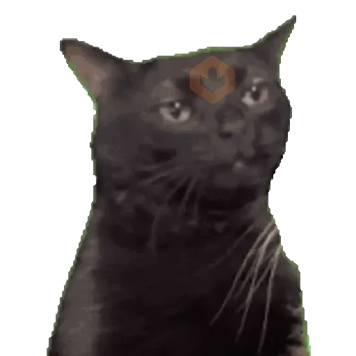 🐈🐱 Gatos Memes Michis 🐱🐈 sticker 14