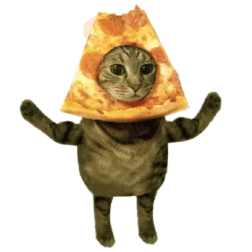 🐈🐱 Gatos Memes Michis 🐱🐈 sticker 12