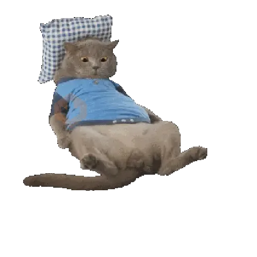 🐈🐱 Gatos Memes Michis 🐱🐈 sticker 13