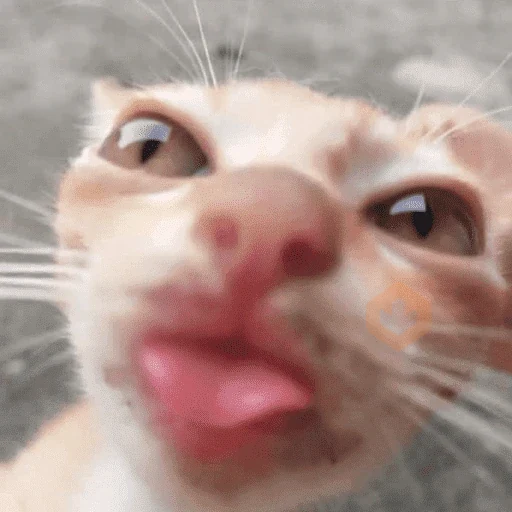 Reacciones de gatos 😼 sticker 12