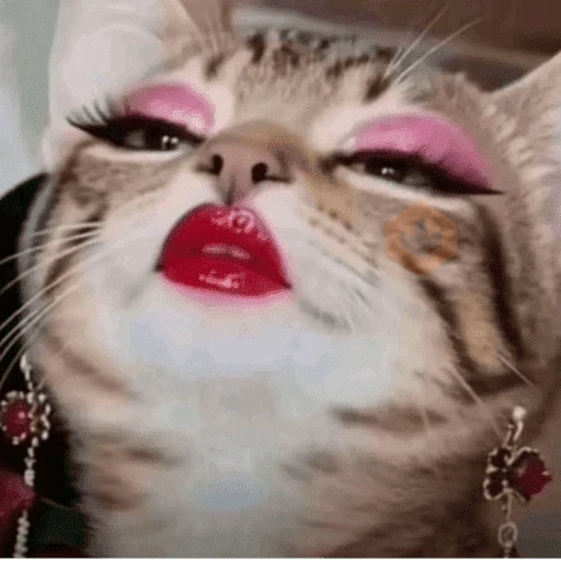 Reacciones de gatos 😼 sticker 11