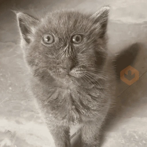 Reacciones de gatos 😼 sticker 16