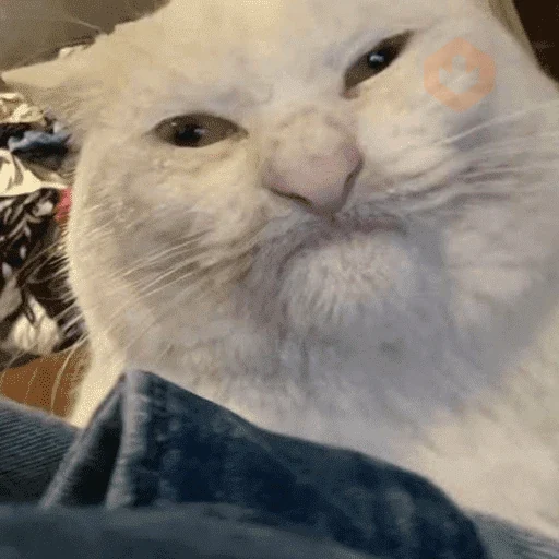 Reacciones de gatos 😼 sticker 14