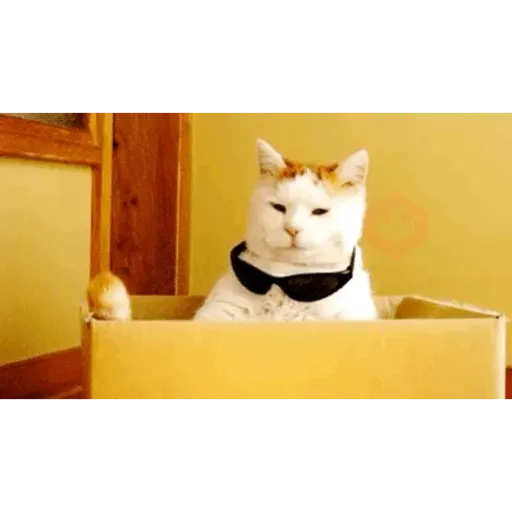GATOS Gifs sticker 18