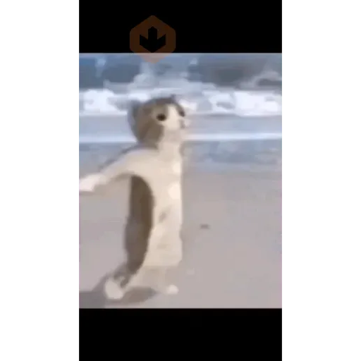 GATOS Gifs sticker 17
