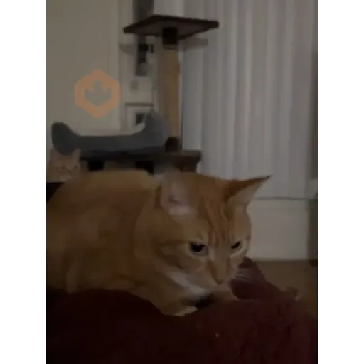 GATOS Gifs sticker 19