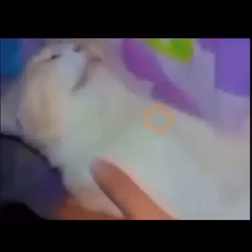 GATOS Gifs sticker 26