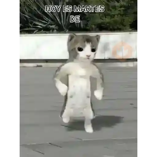 GATOS Gifs sticker 15