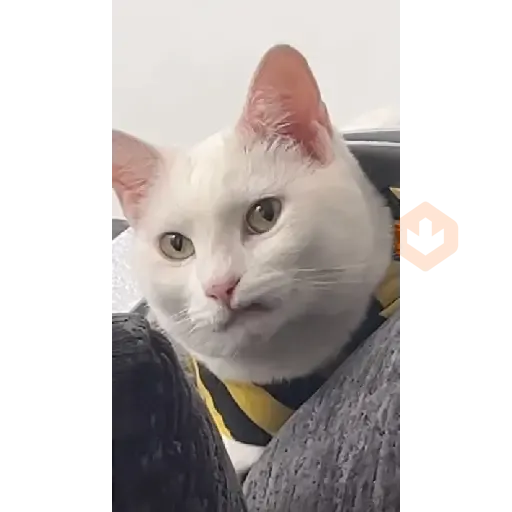 GATOS Gifs sticker 12