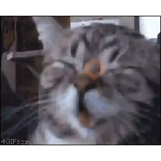 GATOS Gifs sticker 11