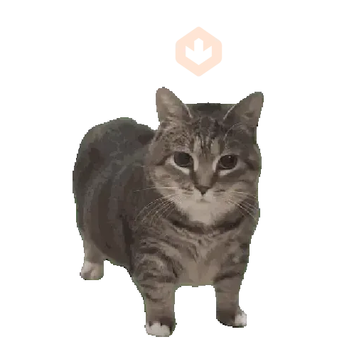 GATOS Gifs sticker 24