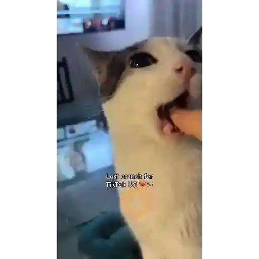GATOS Gifs sticker 14