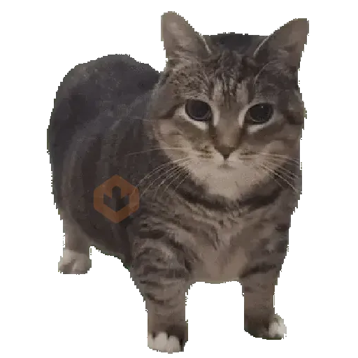 GATOS Gifs sticker 23