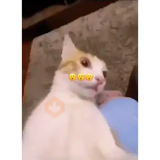 GATOS Gifs sticker 21