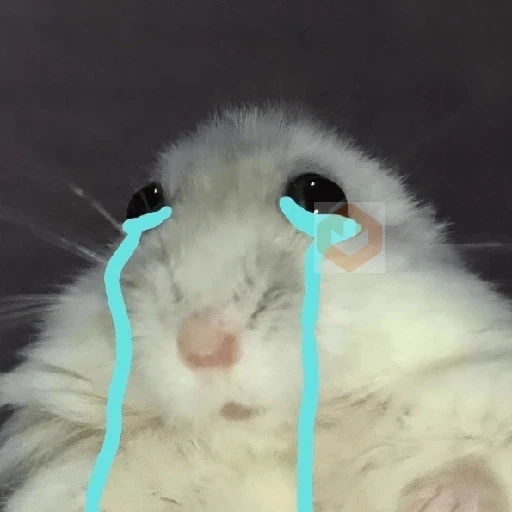 🐀Ratitas y Hámsters 🐹 sticker 11