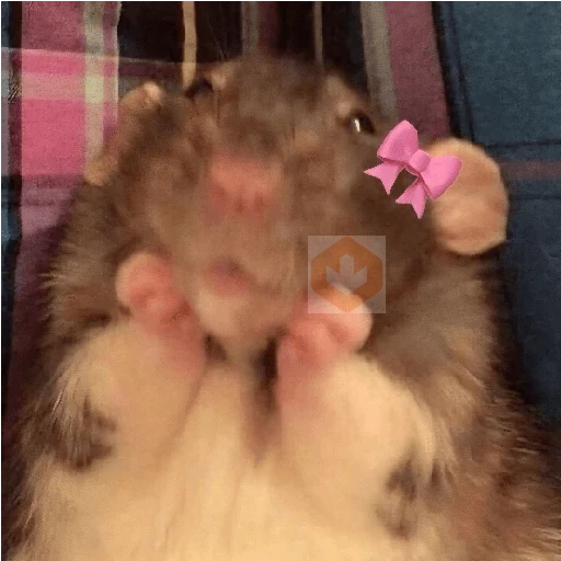 🐀Ratitas y Hámsters 🐹 sticker 14