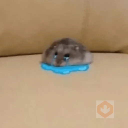 🐀Ratitas y Hámsters 🐹 sticker 21